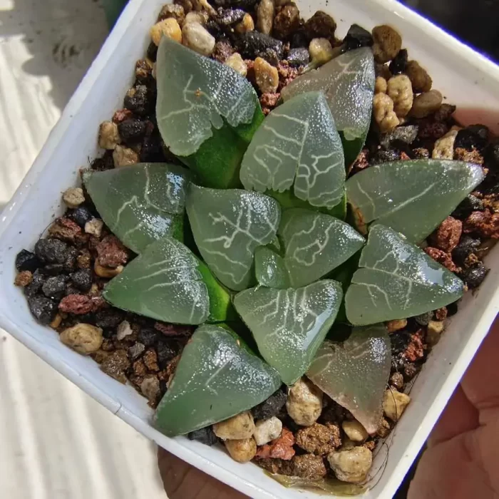 e201-12.webp Haworthia Terrano - Image 1