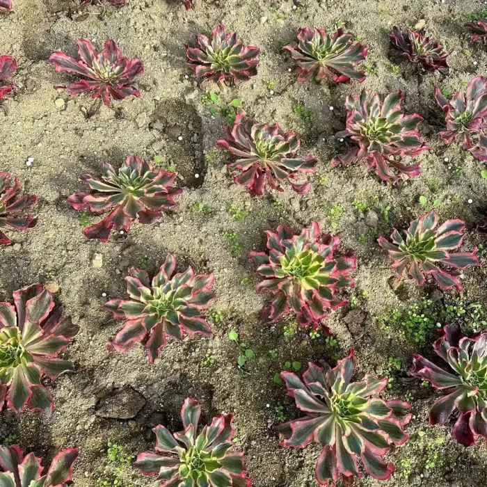 Aeoniums Phantom - Image 1