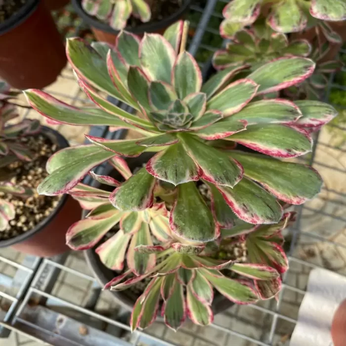 e201-124.webp Aeonium V Jinjin Clustering - Image 1