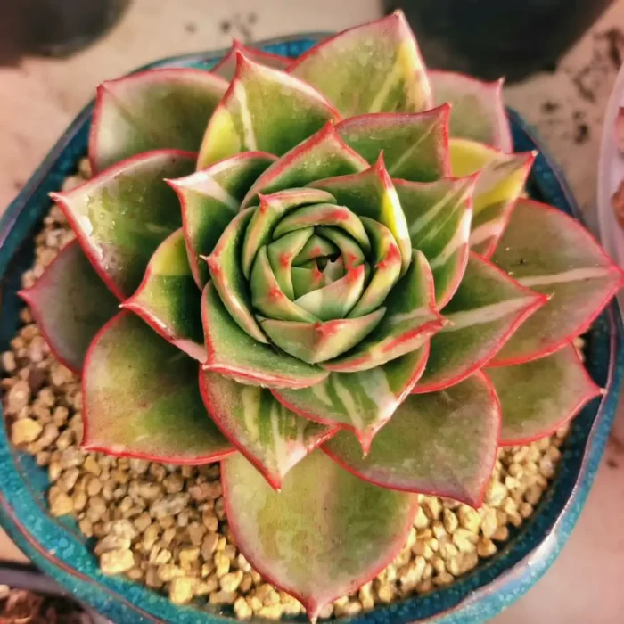 e201-128.webp Echeveria Treasure Map Variegated - Image 1