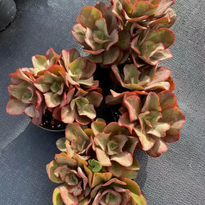 e201-129.webp Echeveria 'Korea Suyon' - Image 1