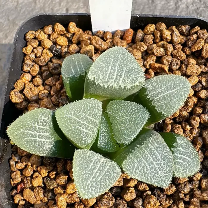 e201-13.webp Haworthia GM261 - Image 1