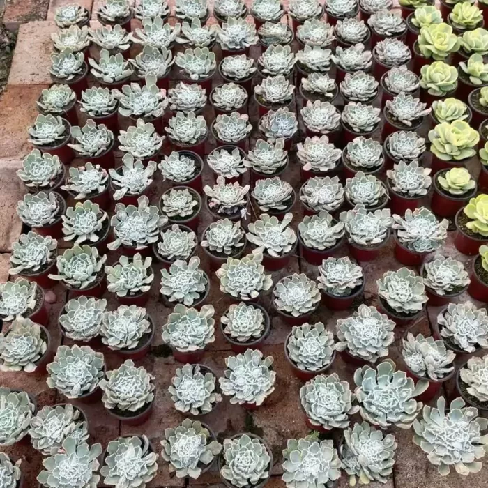 e201-130.webp Echeveria shaviana 'Pink Frills'Mutations - Image 1