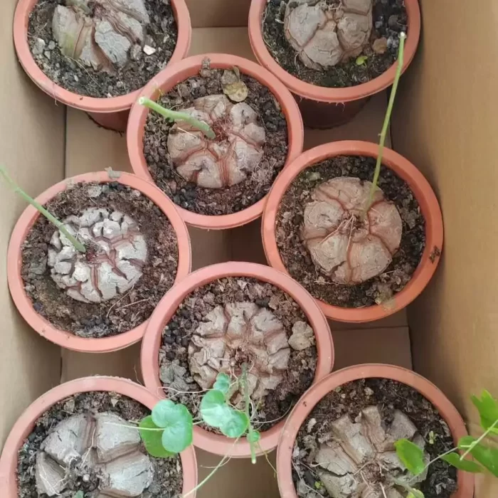 e201-132.webp Dioscorea elephantipes (L'Hér.) Engl. - Image 1