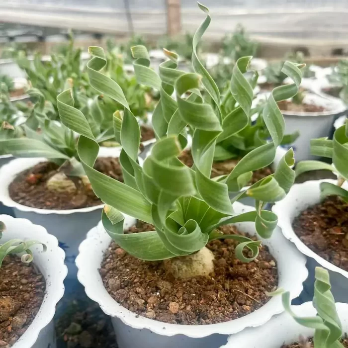 Albuca concordiana Baker - Image 1