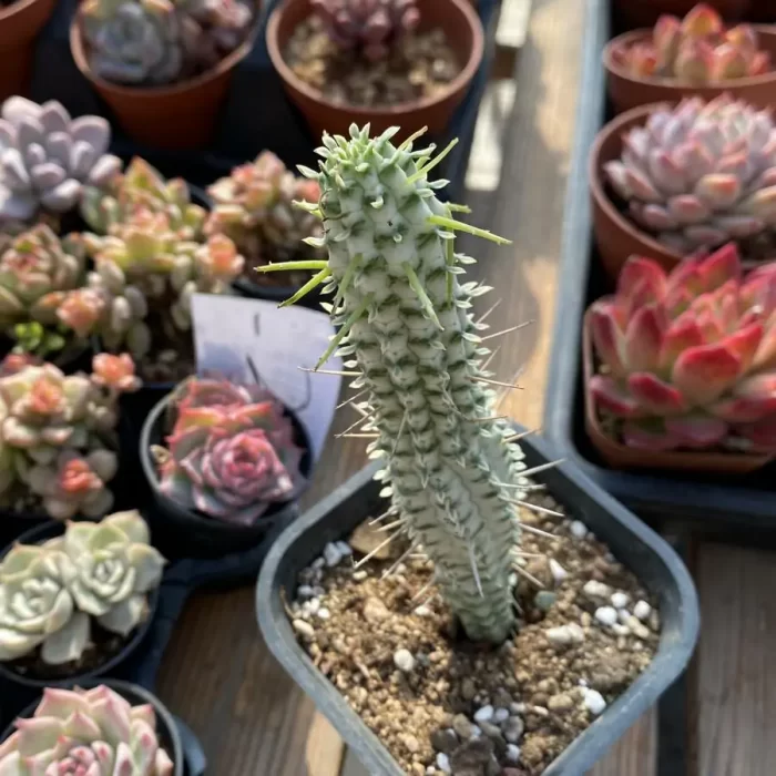 Euphorbia mammillaris f. Variegata - Image 1