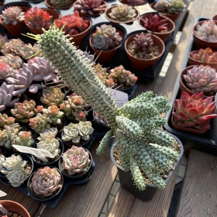 e201-138.webp Euphorbia mammillaris f. Variegata - Image 1