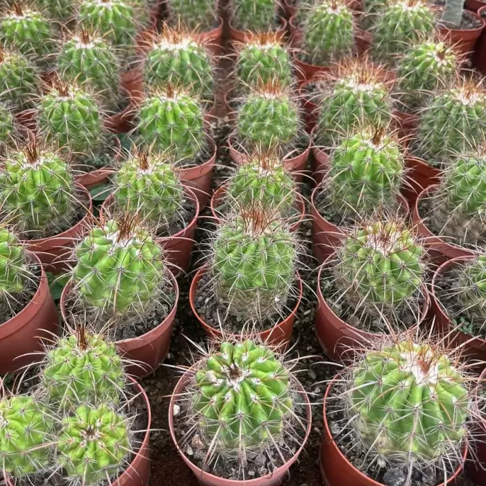 e201-140.webp Parodia Golden Thorn Devil - Image 1