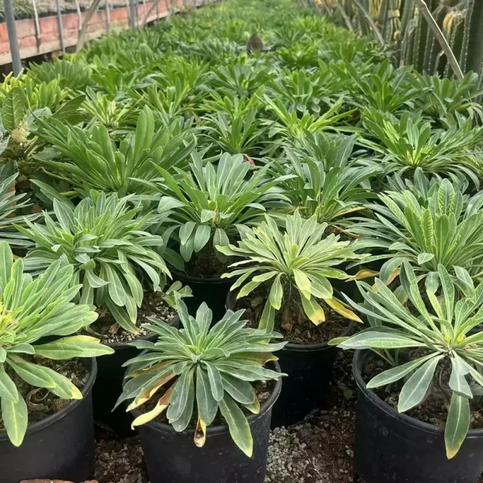 Euphorbia hypogaea - Image 1