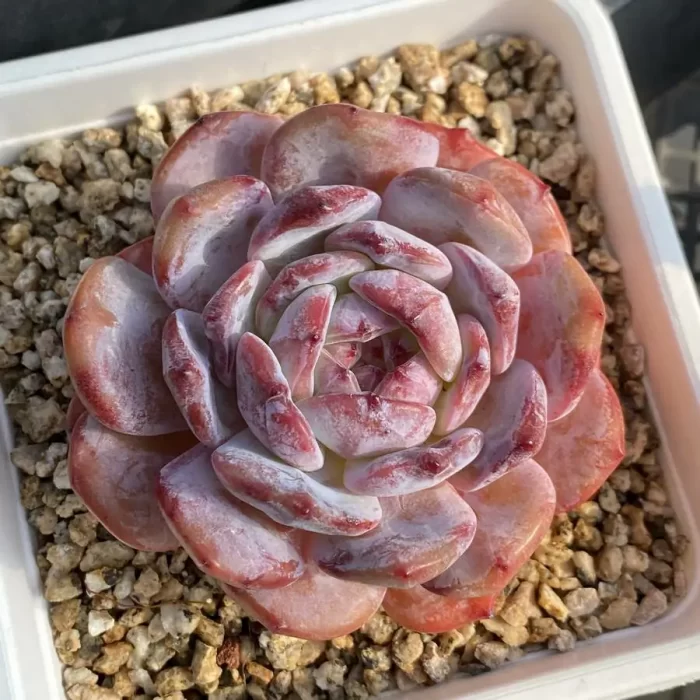 e201-144.webp Echeveria Winslet C - Image 1