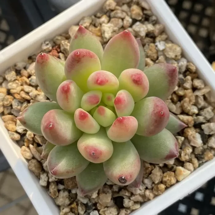 e201-145.webp Echeveria Yanzi - Image 1