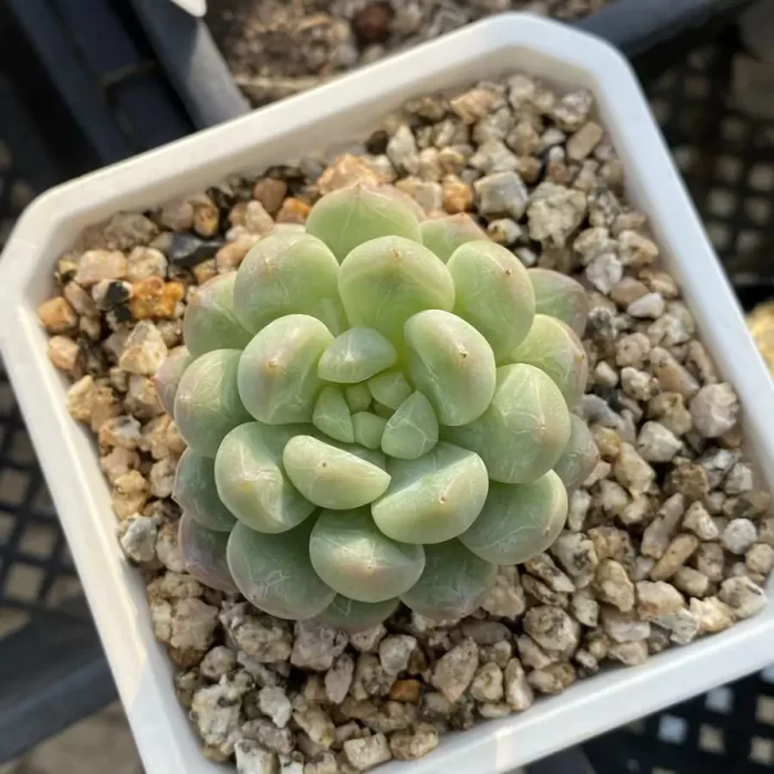 e201-146.webp Echeveria Bata jadeite - Image 1