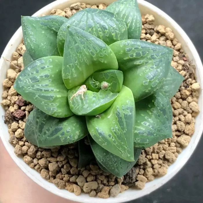 e201-15.webp Haworthia Mask - Image 1