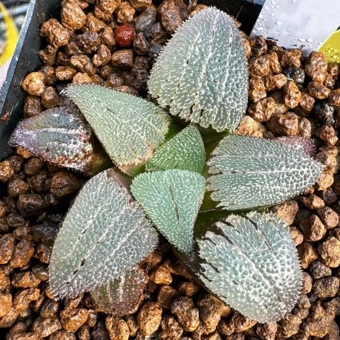 e201-16.webp Haworthia Shaggy dog - Image 1