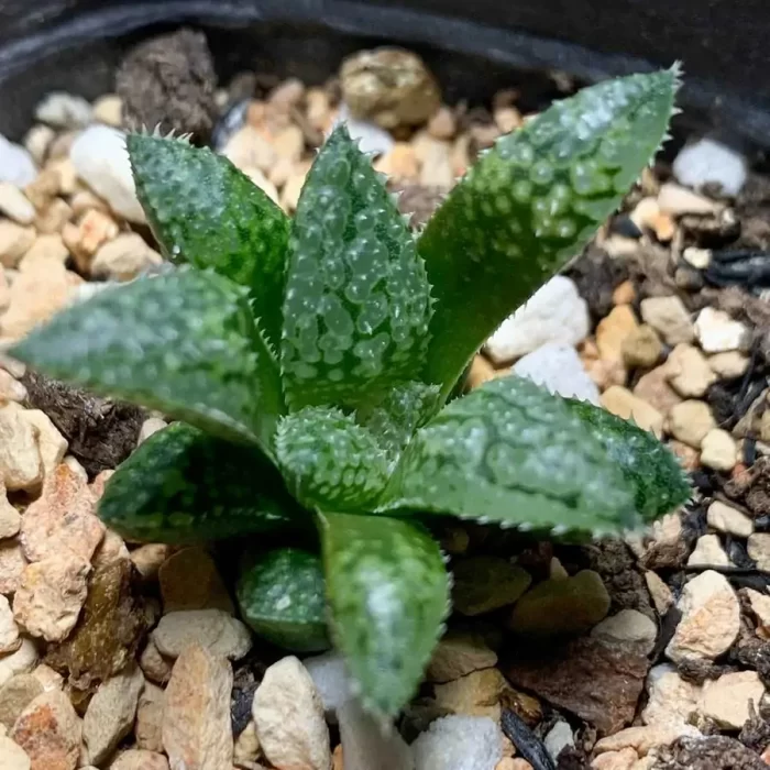 e201-17.webp Haworthia maraisii var. maraisii - Image 1