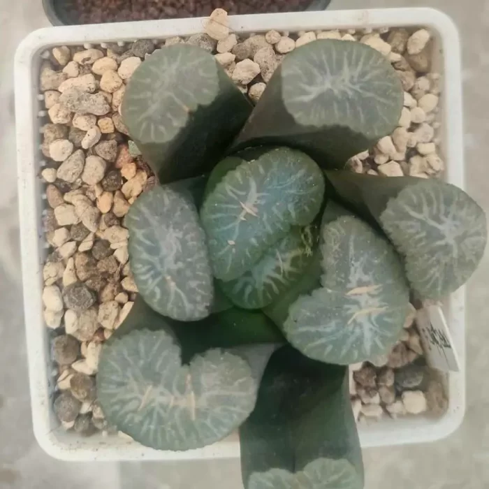 e201-18.webp Haworthia Rajagaha - Image 1