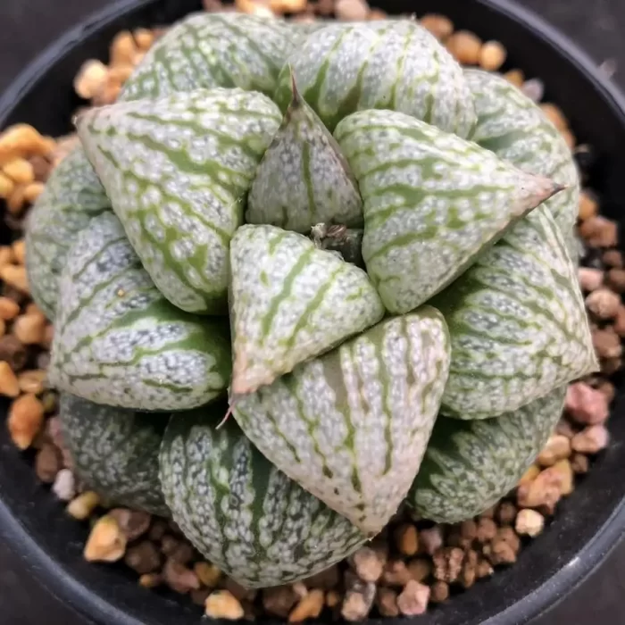 e201-19.webp Haworthia Son of Silver Yong - Image 1