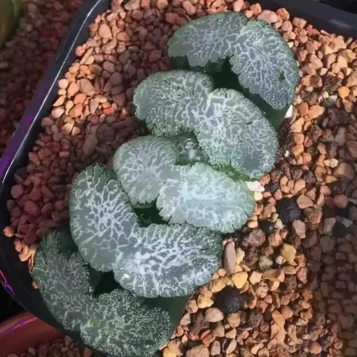 e201-21.webp Haworthia Poseidon - Image 1