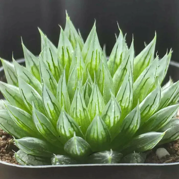 e201-22.webp Haworthia Large window needle tube - Image 1