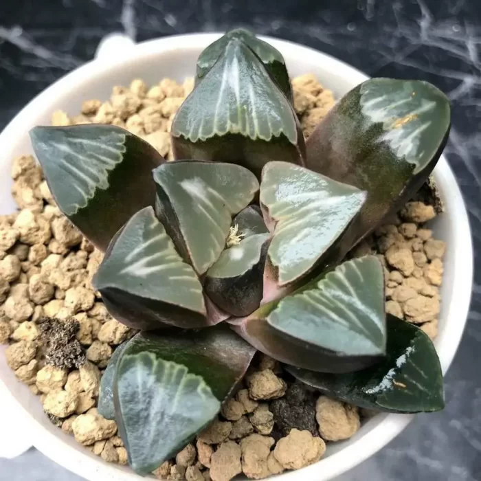 e201-23.webp Haworthia Milk - Image 1