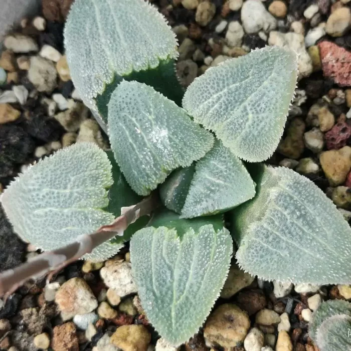 e201-24.webp Haworthia Cat Tongue - Image 1