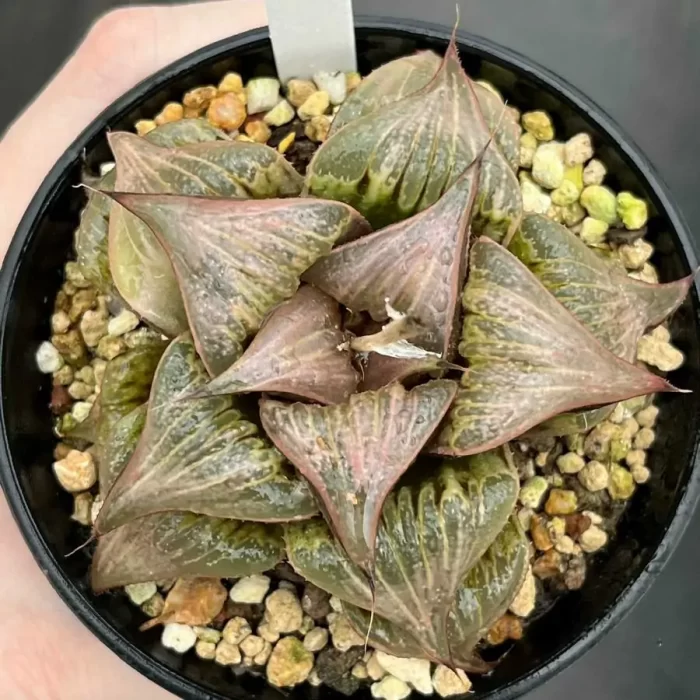 e201-27.webp Haworthia Pink Pattaya - Image 1