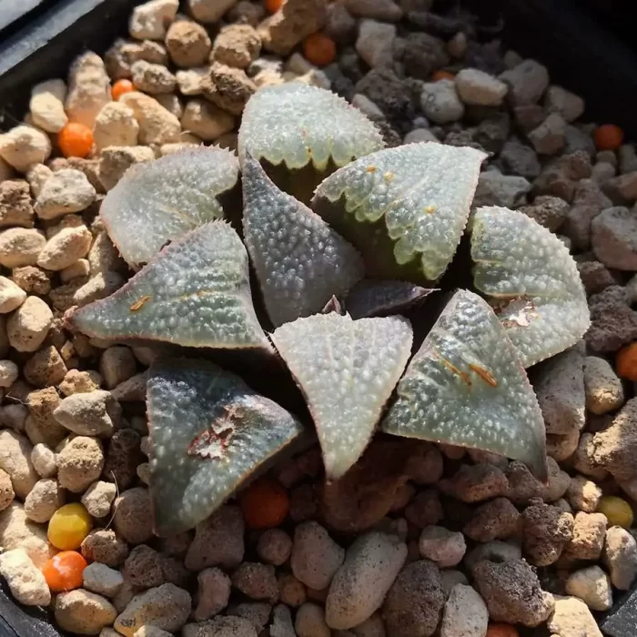 e201-29.webp Haworthia Pattaya King - Image 1