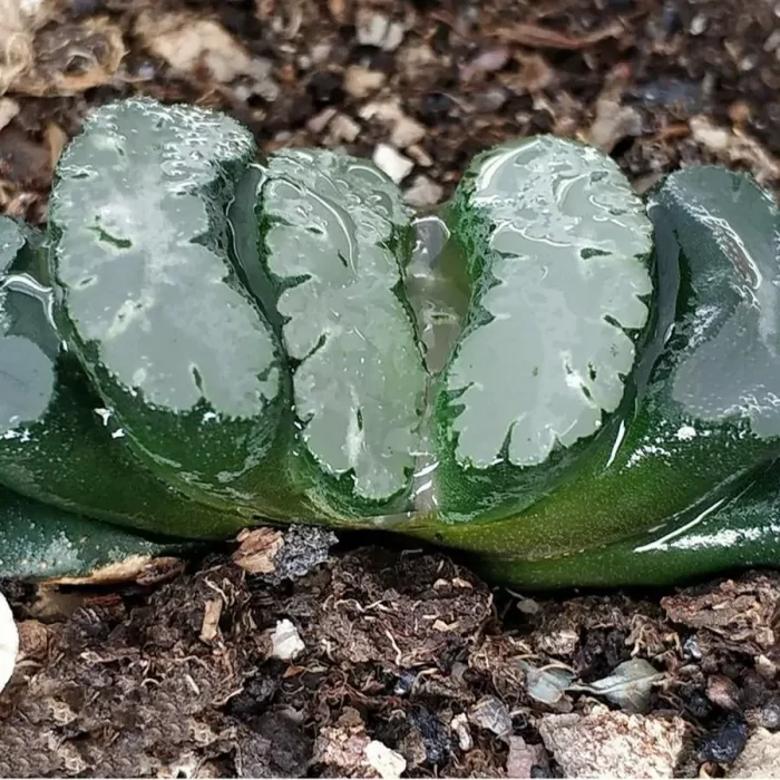 e201-3.webp Haworthia Sakai 2 - Image 1