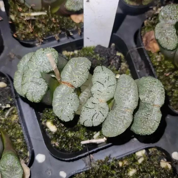 e201-30.webp Haworthia Rainey Snake - Image 1