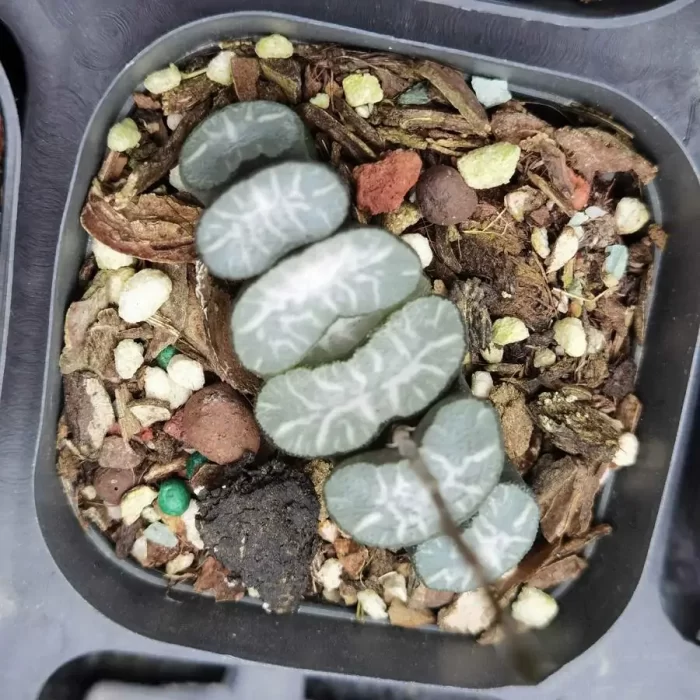 e201-31.webp Haworthia Kui Wu Wan - Image 1