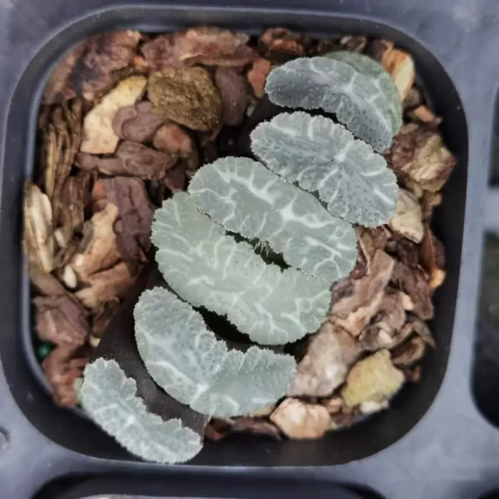 e201-32.webp Haworthia Schnauzer - Image 1