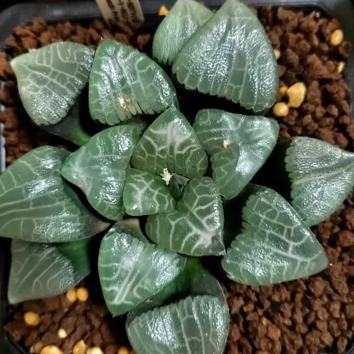 e201-33.webp Haworthia Giant Soldiers - Image 1