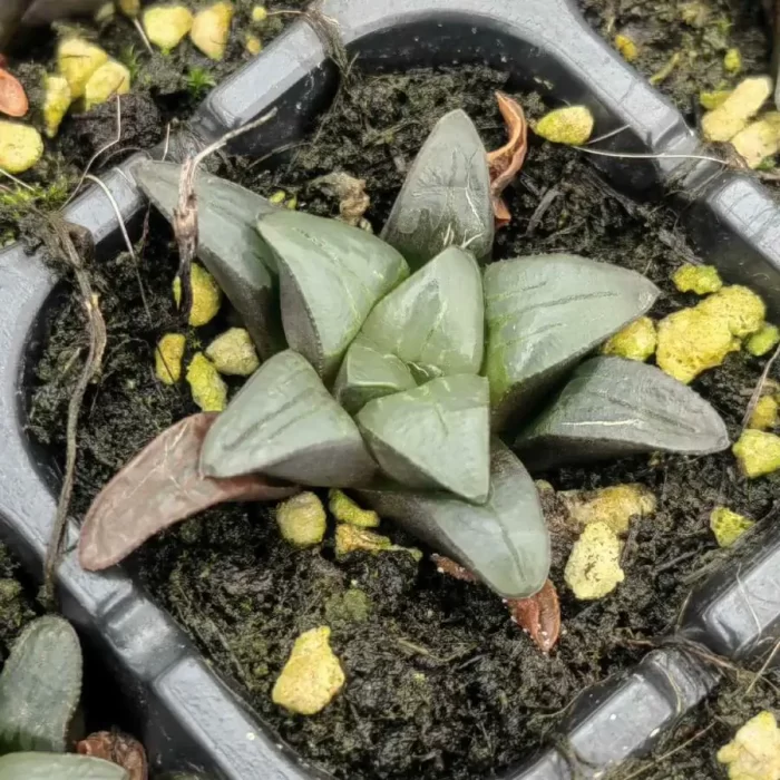 e201-34.webp Haworthia GM685 - Image 1