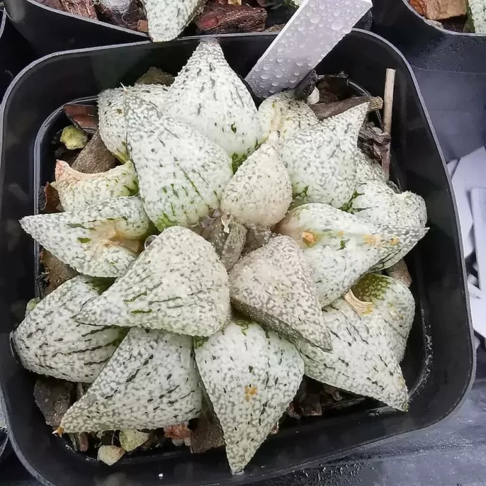 e201-35.webp Haworthia Spring Snow - Image 1