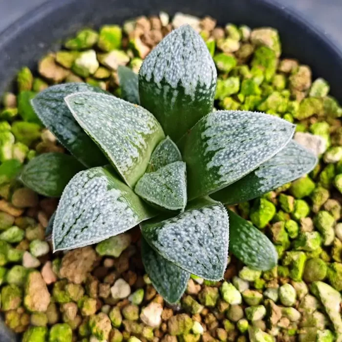 e201-37.webp Haworthia Okubo Silver Star - Image 1