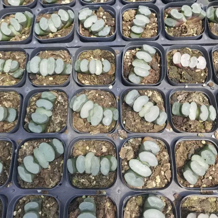e201-38.webp Haworthia Okubo blue mirror - Image 1