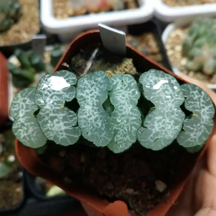 e201-39.webp Haworthia Ice Bird - Image 1