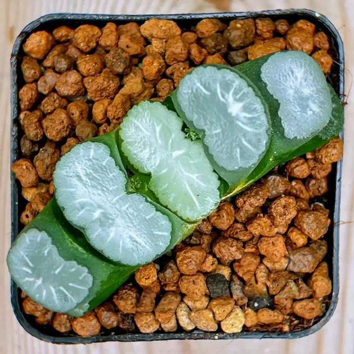 e201-4.webp Haworthia Qian Su - Image 1