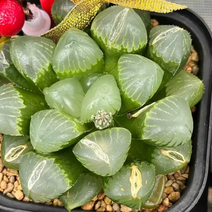 e201-40.webp Haworthia Kyoho - Image 1