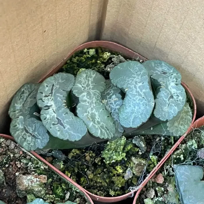 e201-42.webp Haworthia Hokusai - Image 1