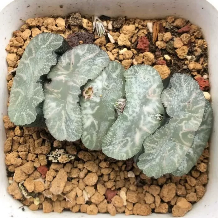 e201-44.webp Haworthia Budai - Image 1