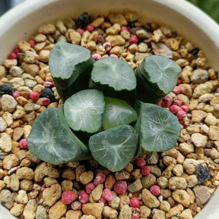 e201-46.webp Haworthia ShanzhiCui - Image 1