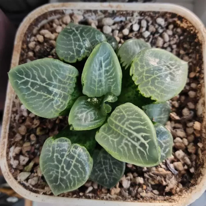 e201-47.webp Haworthia Flurry - Image 1