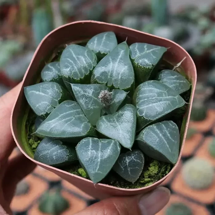 e201-49.webp Haworthia Hetian Jade No.9 - Image 1