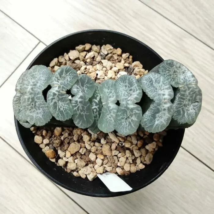 e201-5.webp Haworthia Hakkaisan - Image 1
