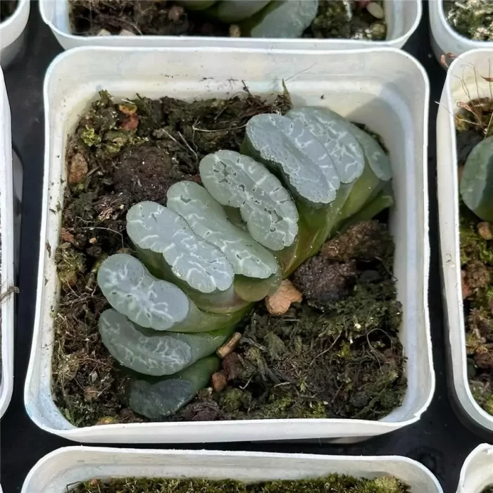 e201-51.webp Haworthia Star Shadow - Image 1