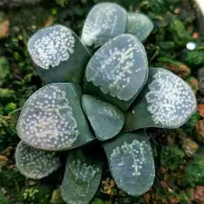e201-52.webp Haworthia Dot - Image 1