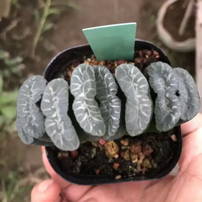 e201-54.webp Haworthia Selected Armours - Image 1