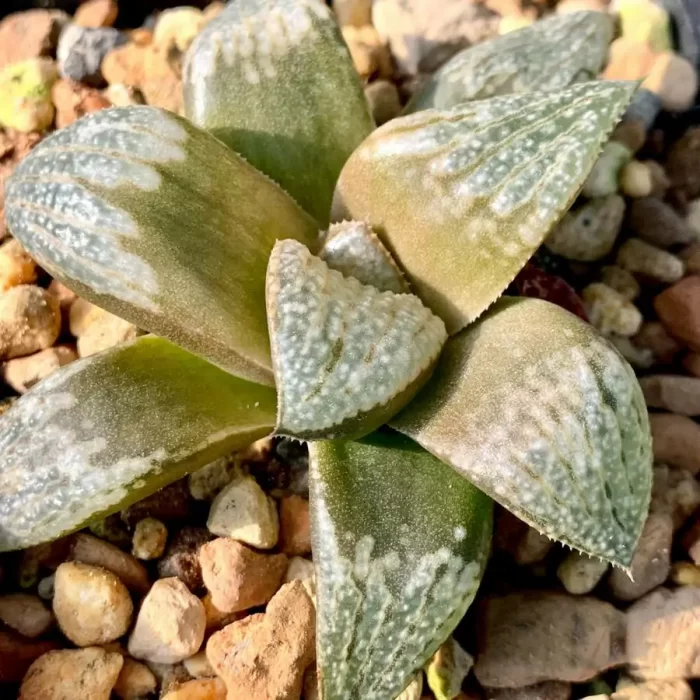 e201-55.webp Haworthia Okubo White - Image 1