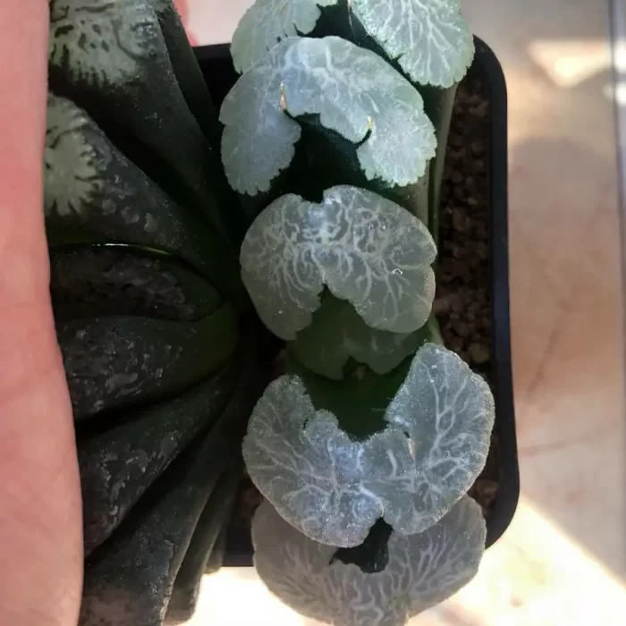 Haworthia Chuandongliuwen - Image 1
